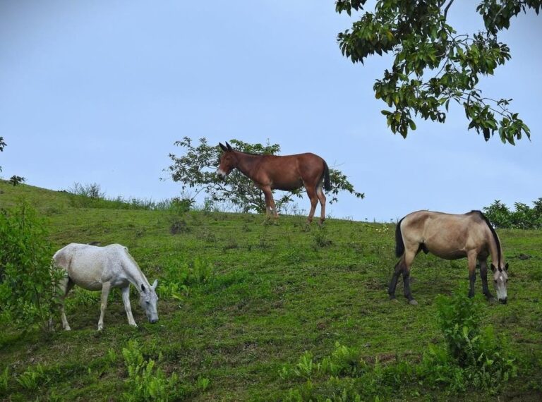 Our October, 2025 clean up: Simplifying the Camino de Costa Rica